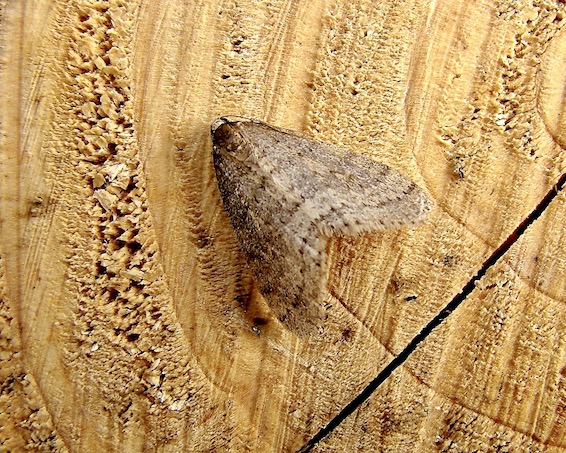 winter moth